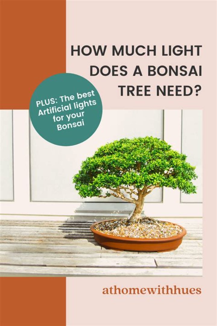 How much light does a bonsai juniper need