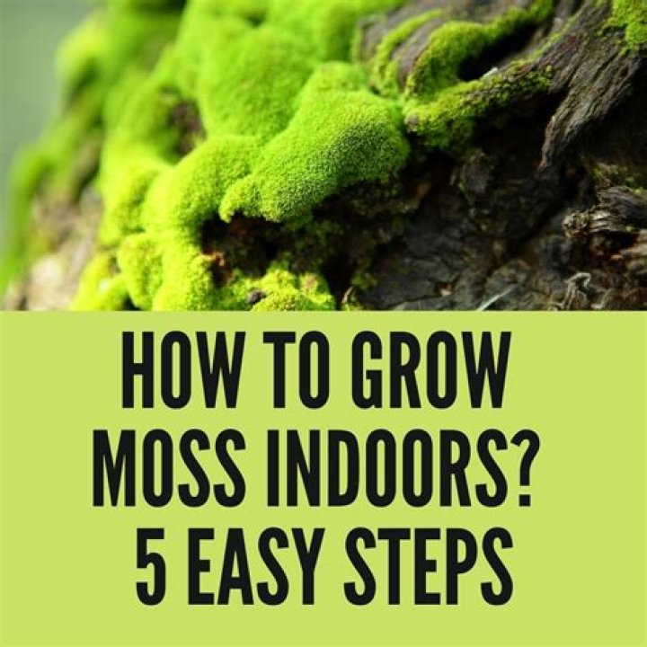 How much moss do I need for a wreath?