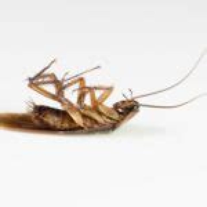 How much protein does a cockroach have