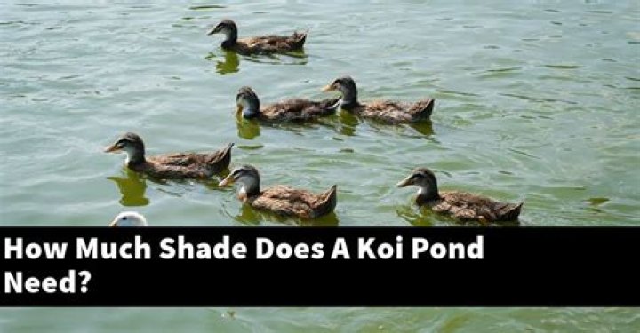 How much shade does a koi pond need