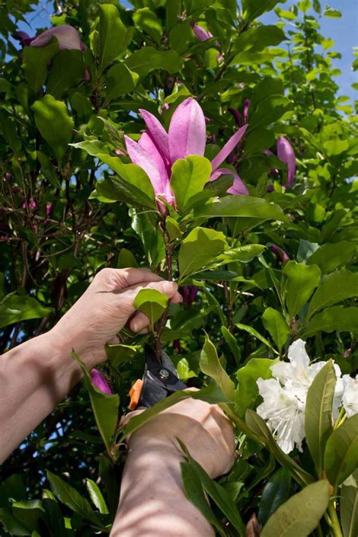 How much sun does a magnolia bush need