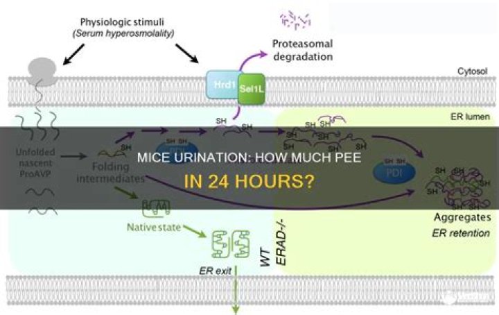 How much urine do mice produce