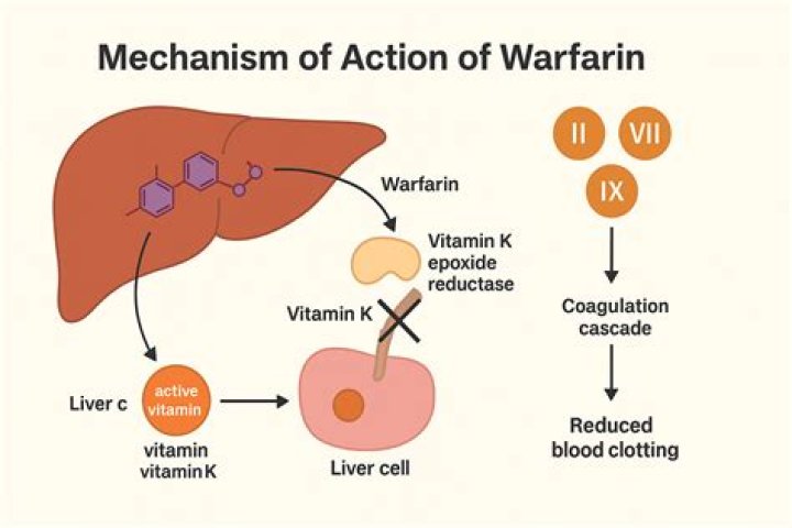 How much warfarin does it take to kill a rat