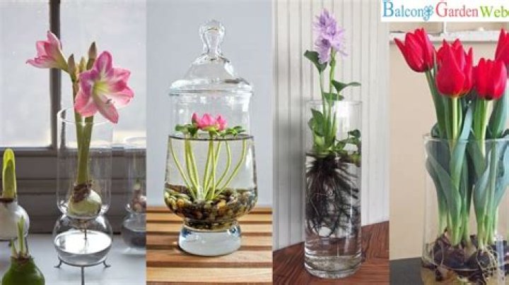 How much water do lilies need in a vase