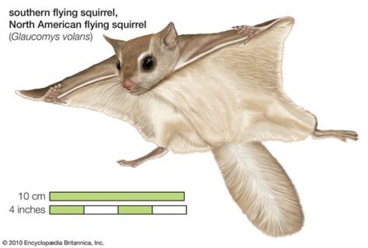 How much would a flying squirrel cost?