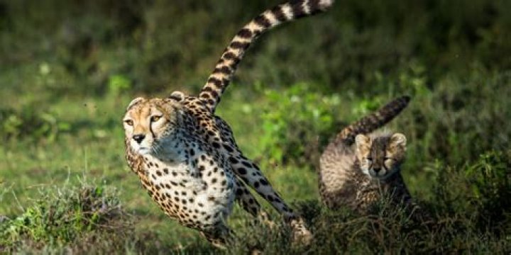 How often do cheetahs catch their prey?