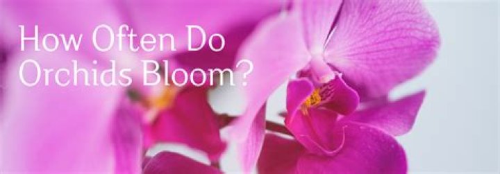 How often do Moth orchids bloom?