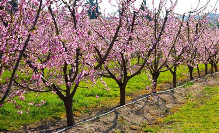 How often do peach trees bloom