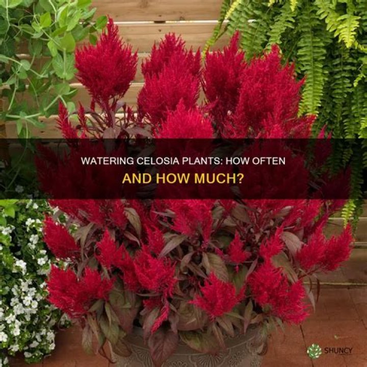 How often do you water celosia