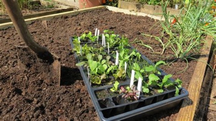 How often should I fertilize my vegetables?