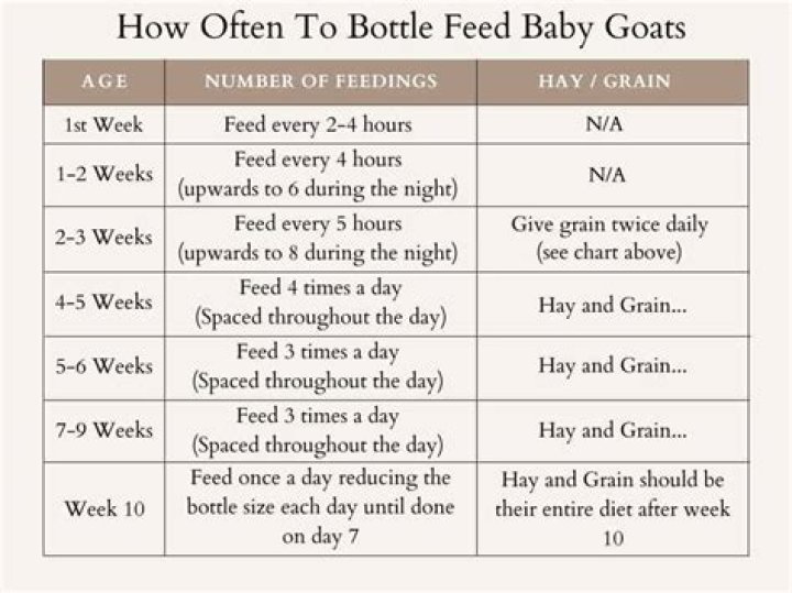 How often should you feed a baby possum