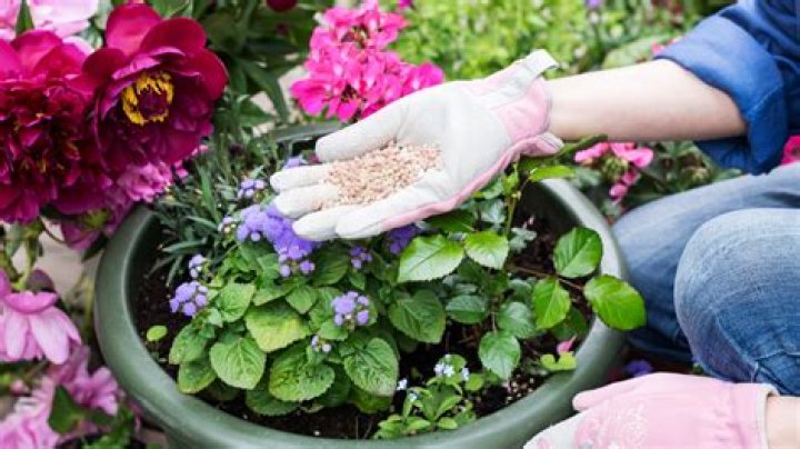 How often should you fertilize flowers