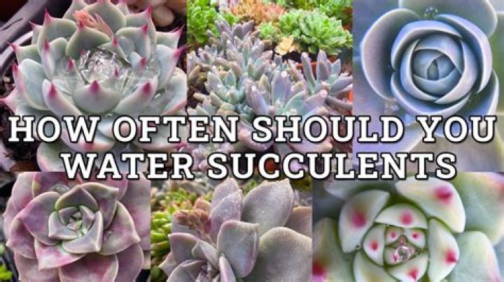 How often should you water a donkey tail