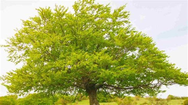 How old is a beech tree