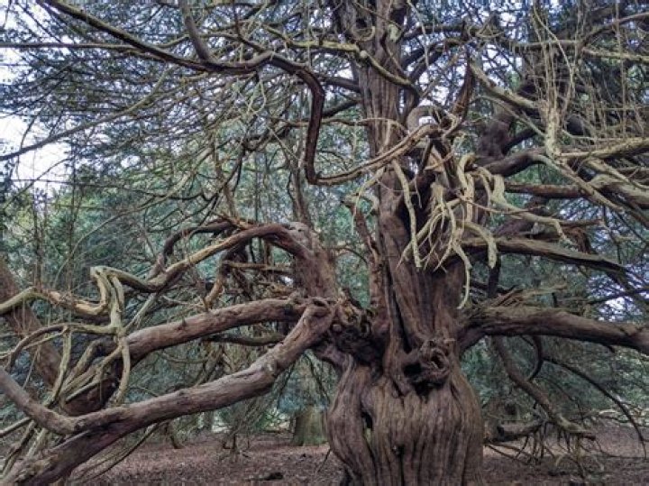 How strong is yew wood?