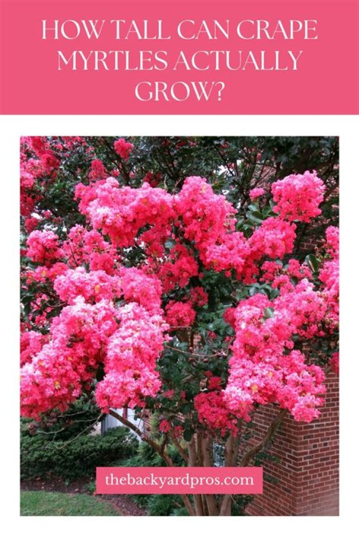 How tall do Dynamite crape myrtles grow