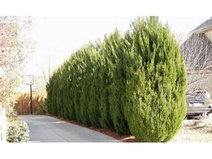 How tall does a Spartan juniper get