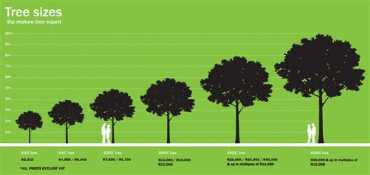 How tall is the average oak tree?