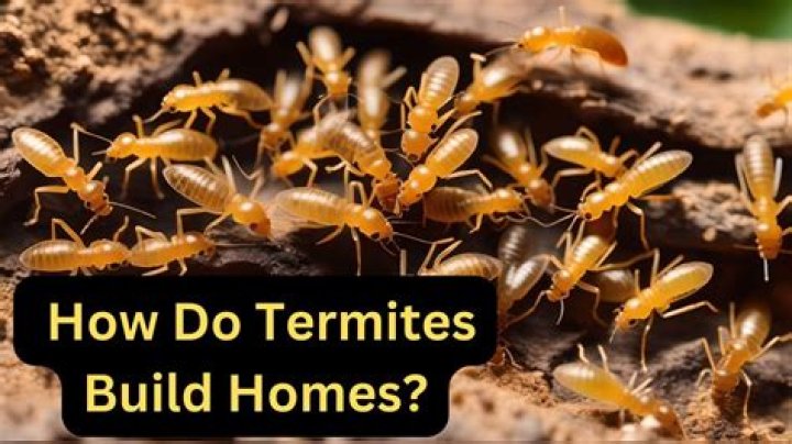 How termites build their house?