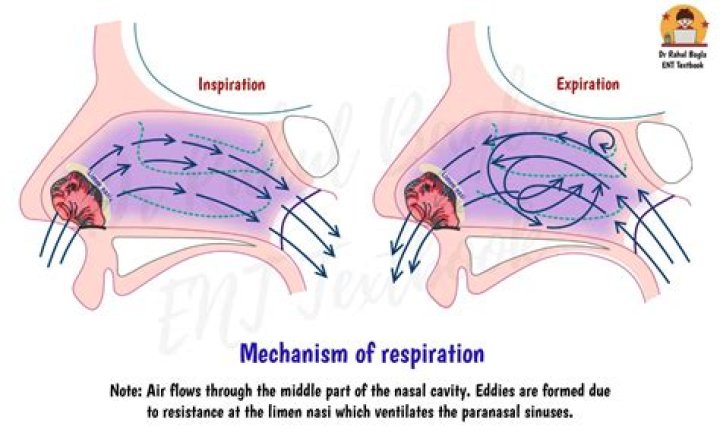 How the nose works in the respiratory system?