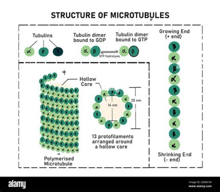 In what phase do spindle microtubules disassemble