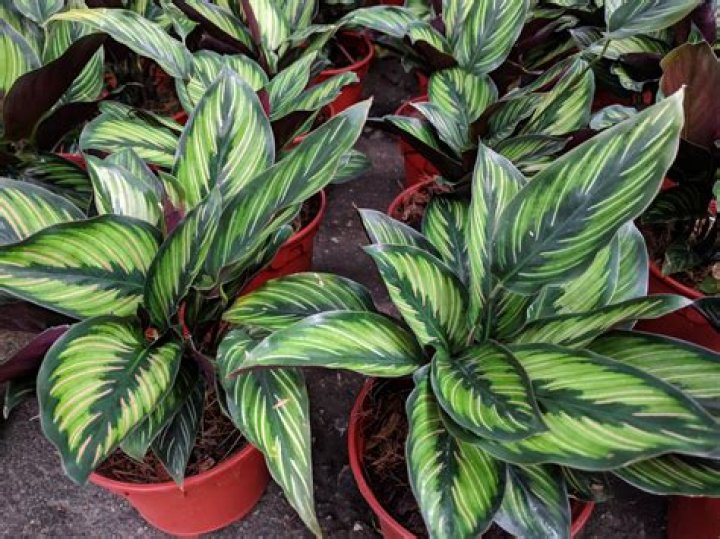 Is a Calathea a prayer plant