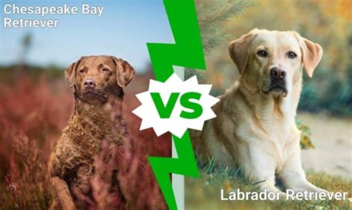 Is a Chesapeake Bay retriever a lab?