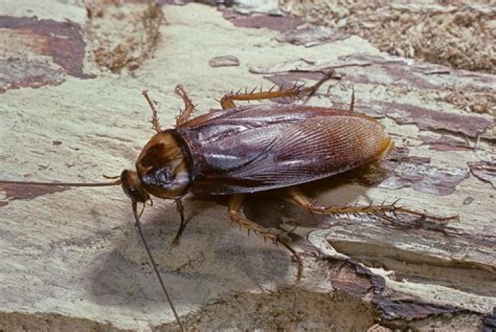 Is a cockroach a true bug