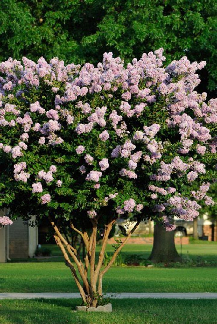 Is a crape myrtle a tree?