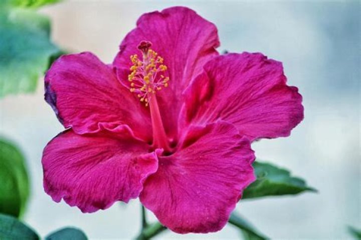 Is a hibiscus poisonous to dogs