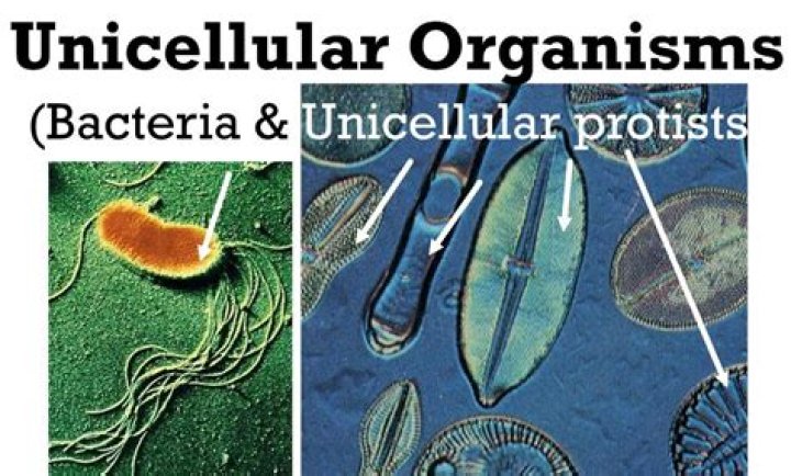 Is a pond organism unicellular?