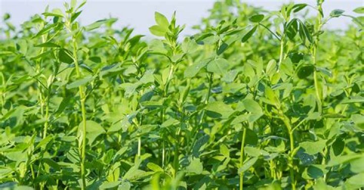 Is alfalfa a legume