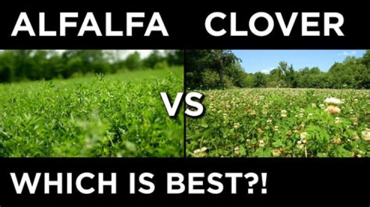 Is alfalfa or clover better for deer