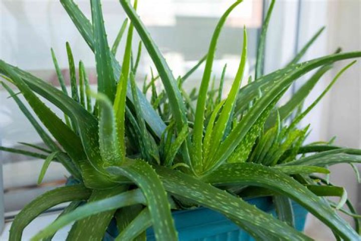 Is aloe vera a good houseplant?