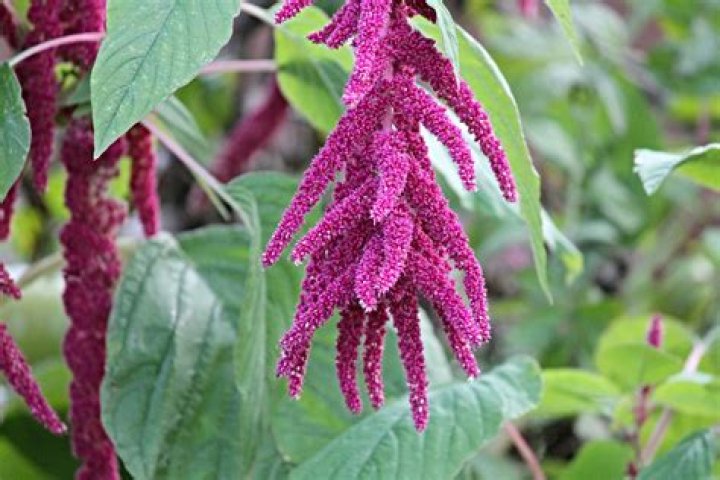 Is Amaranth annual or perennial
