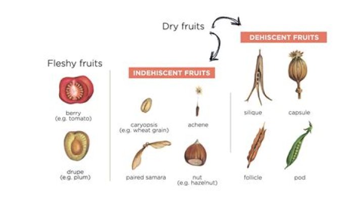 Is an apple a dry or fleshy fruit?
