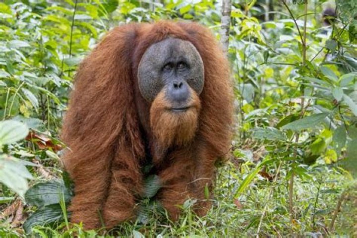 Is an orangutan a New World monkey