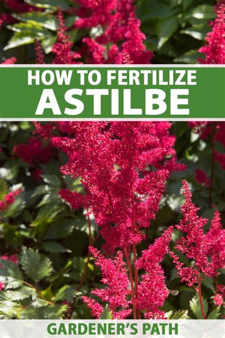 Is astilbe edible