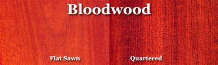 Is bloodwood a hardwood? | ContextResponse.com