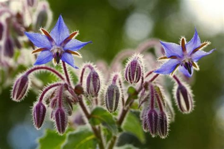 Is borage poisonous