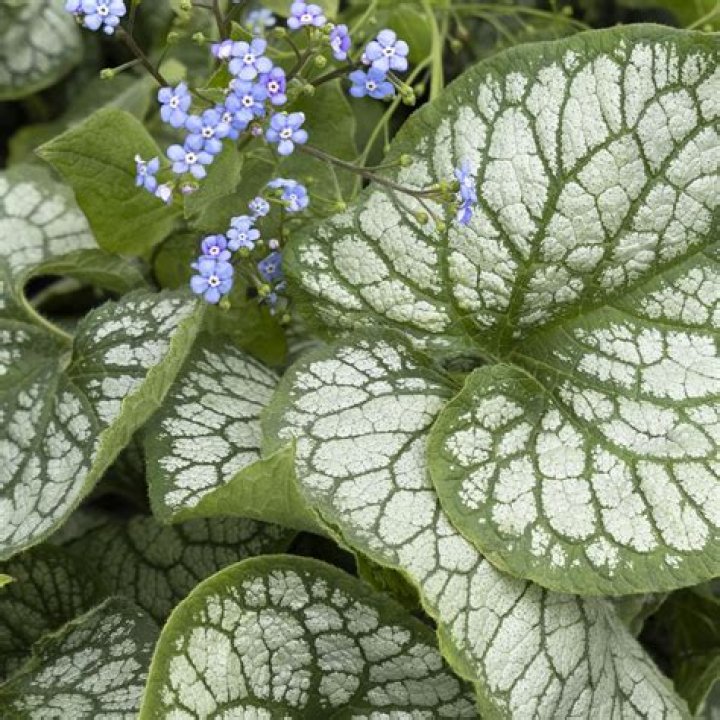 Is Brunnera Jack Frost Evergreen