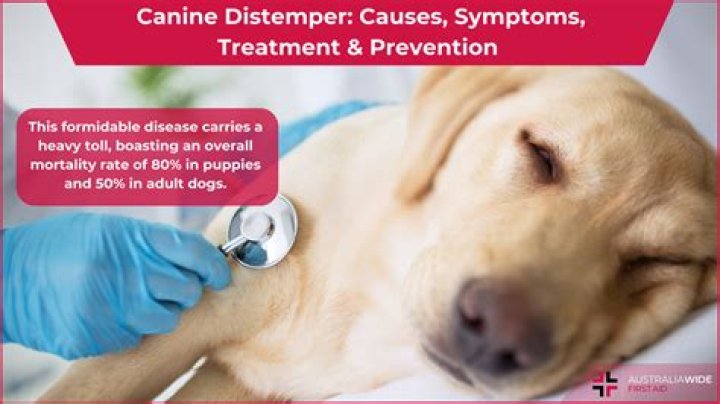 Is canine distemper harmful to humans