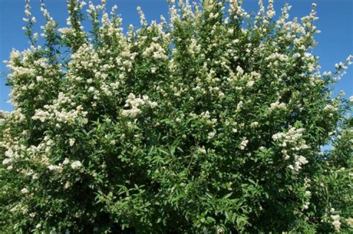 Is Cheyenne privet Evergreen