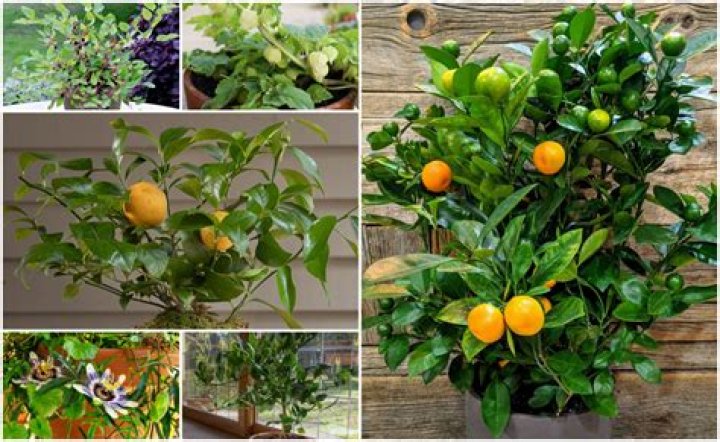 Is Colocasia poisonous