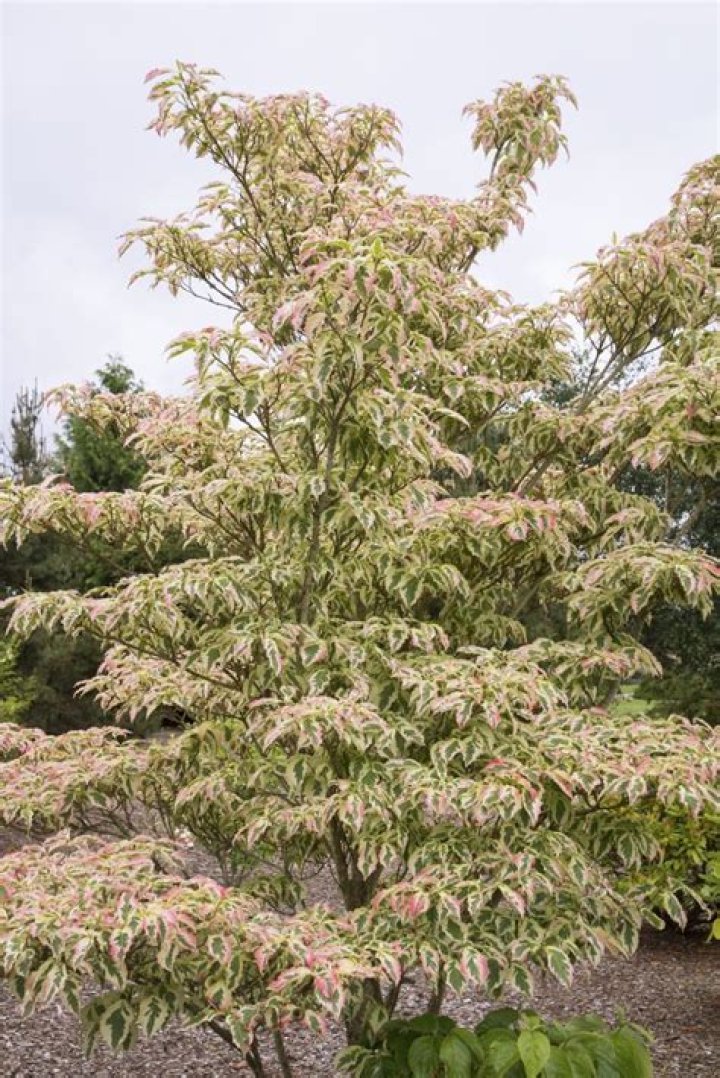 Is Cornus kousa Evergreen