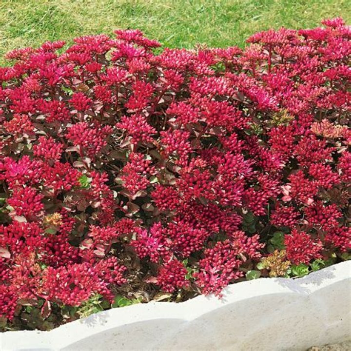Is creeping red sedum deer resistant