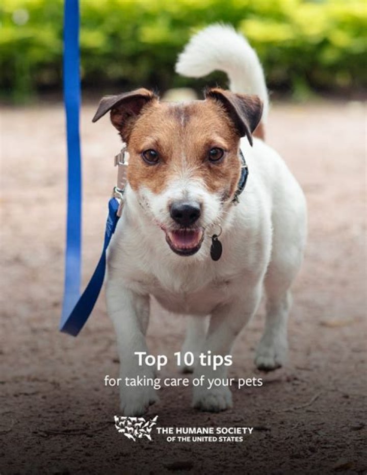 Is cyfluthrin safe for pets