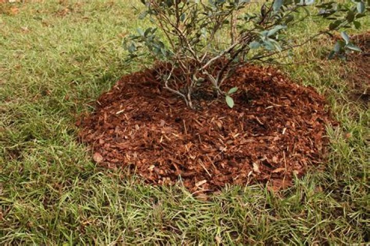 Is Cypress mulch good for tomatoes