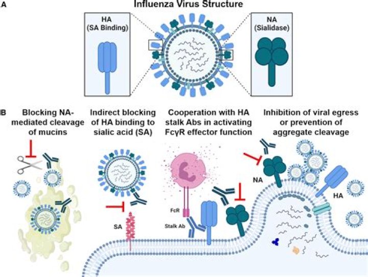 Is Docosanol an antiviral? | ContextResponse.com