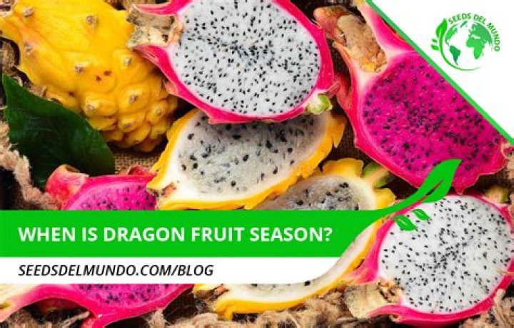 Is dragon fruit in season